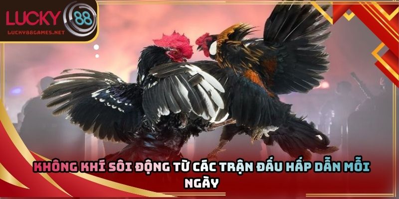Không khí sôi động từ các trận đấu hấp dẫn mỗi ngày