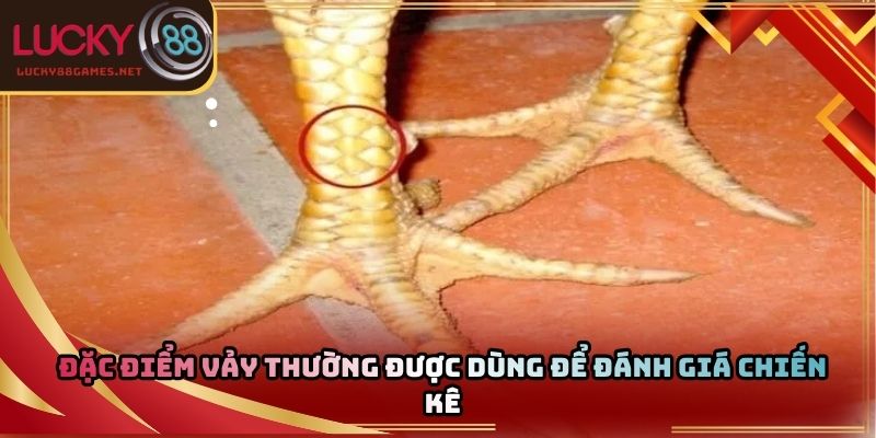 Đặc điểm vảy thường được dùng để đánh giá chiến kê